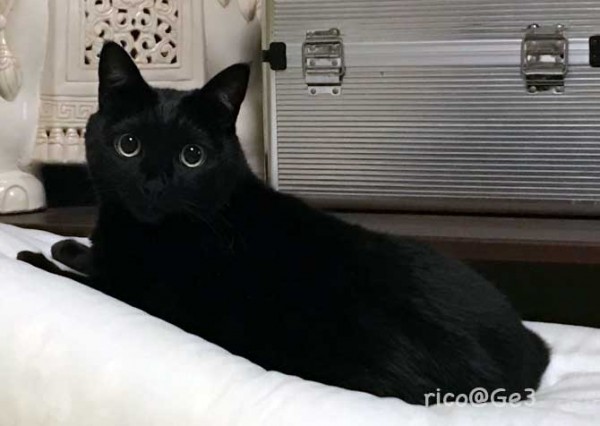 image 20170909-shellby-web.jpeg